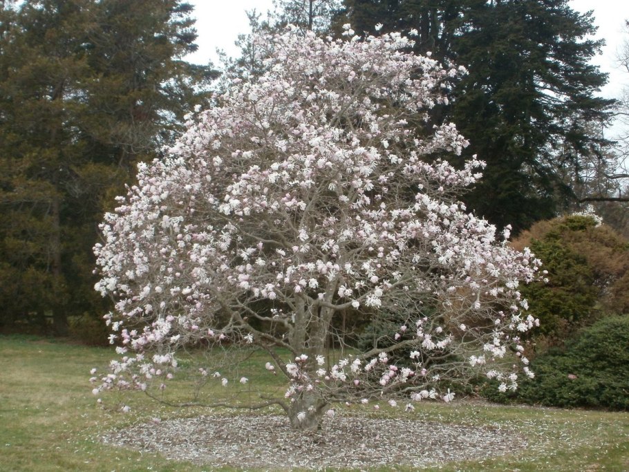 Магнолия звездчатая rosea