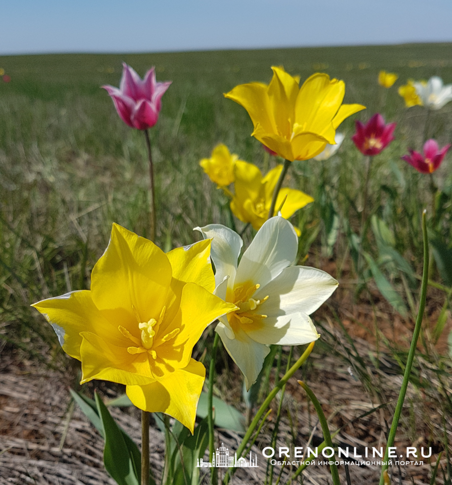 Тюльпан Шренка в Оренбургской
