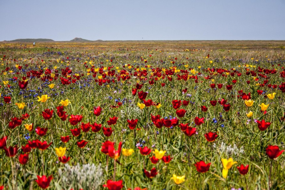 Тюльпан Геснера