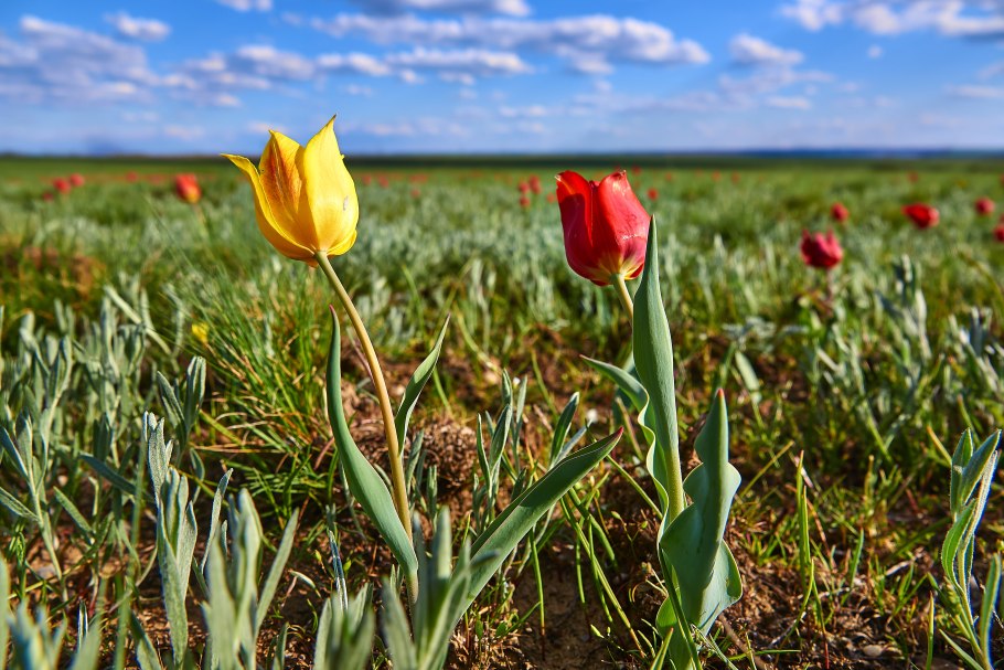 Тюльпан Геснера (тюльпан Шренка)