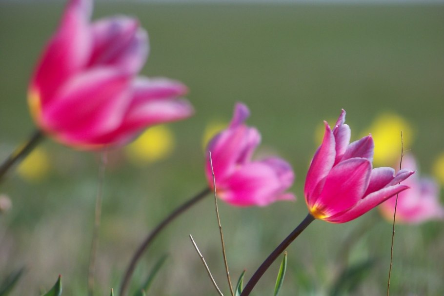 Тюльпан Шренка