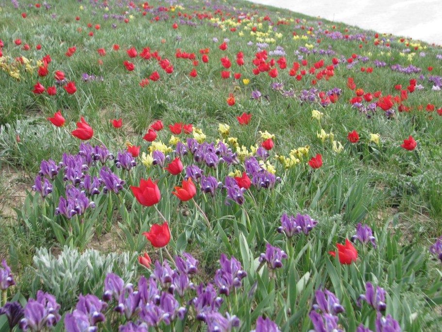 Богдинско-Баскунчакский заповедник тюльпан Шренка