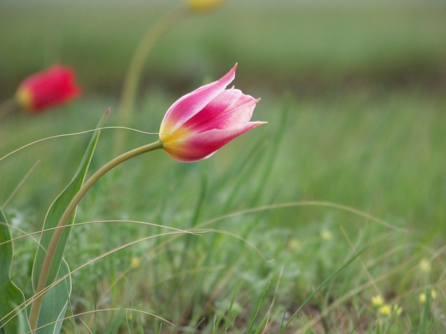 Букет тюльпанов Шренка