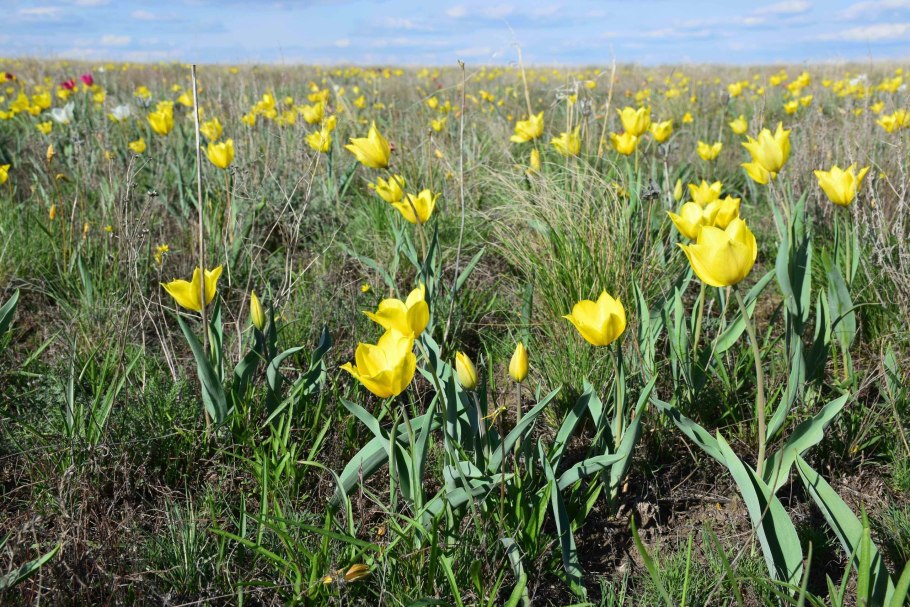 Степные тюльпаны Оренбургская