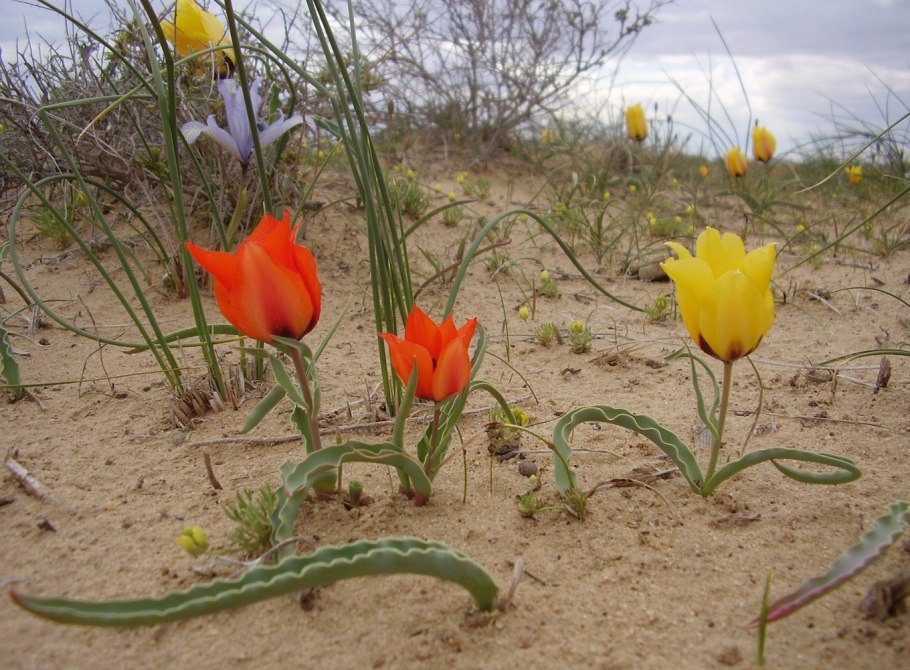 Тюльпаны Байконура
