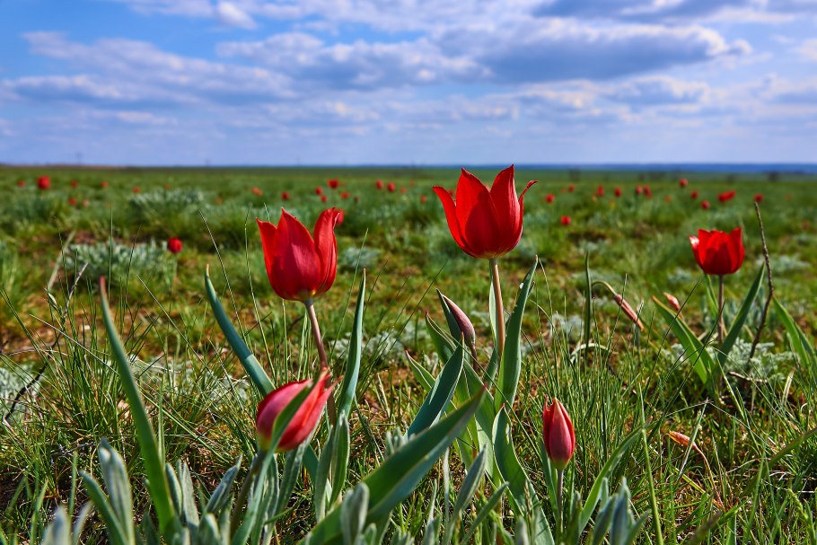 Степной тюльпан Шренка