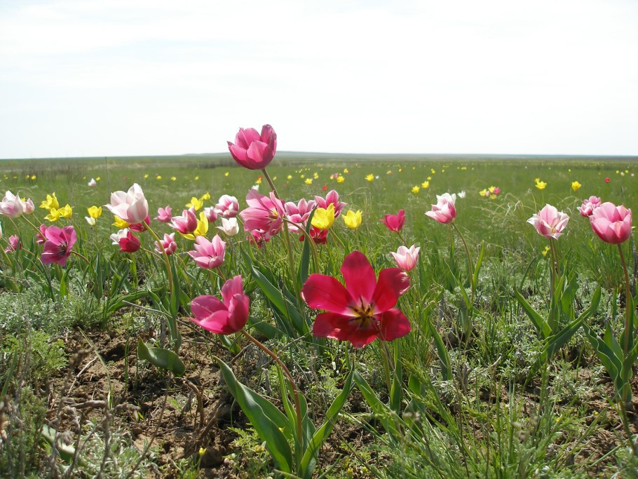 Тюльпан Шренка Астрахань