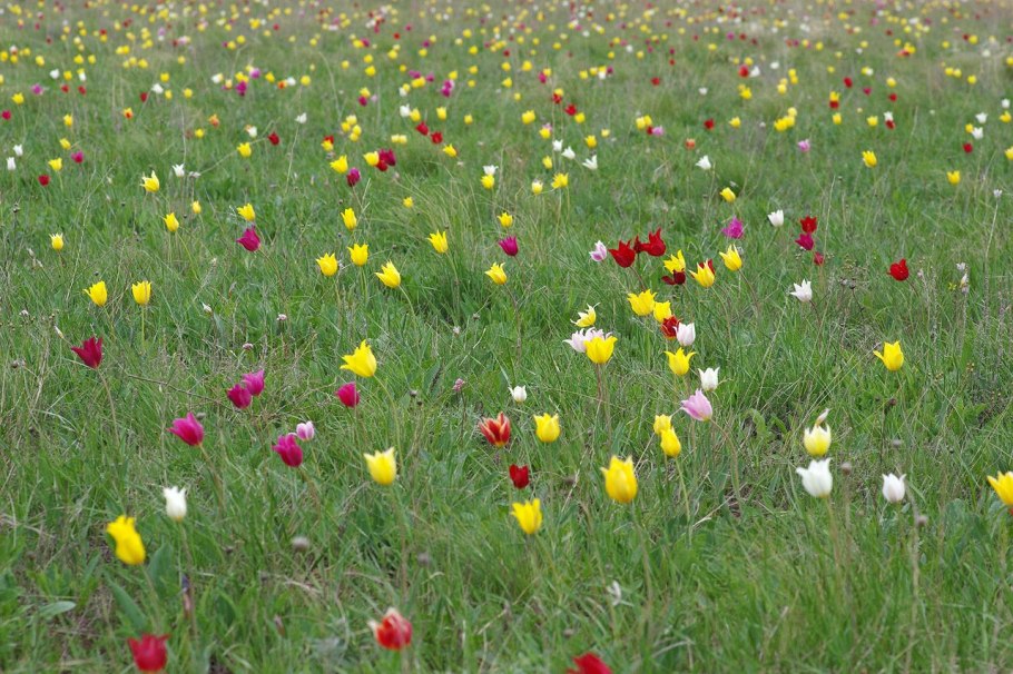 Степной тюльпан Биберштейна