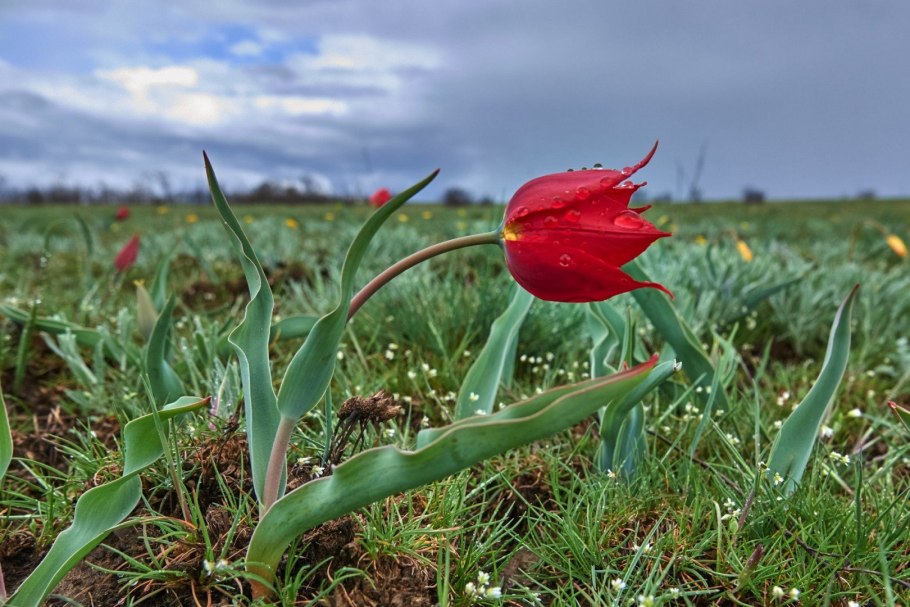 Тюльпан Шренка в Крыму