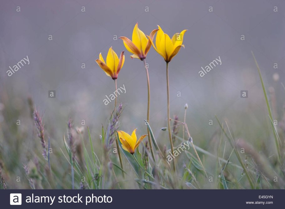 Тюльпан Геснера Шренка