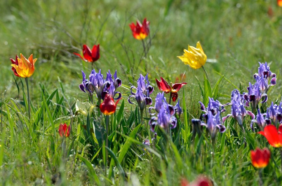 Заповедник Тюльпанная степь
