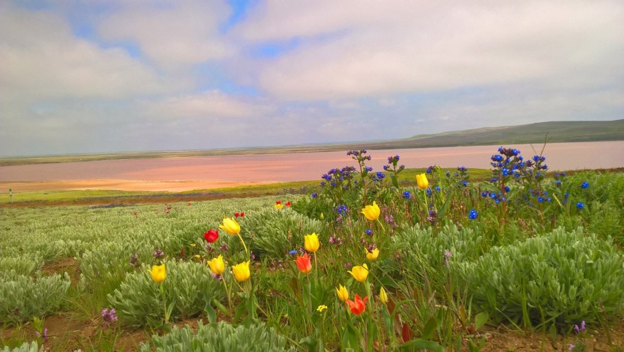 Донская степь Ростовская область