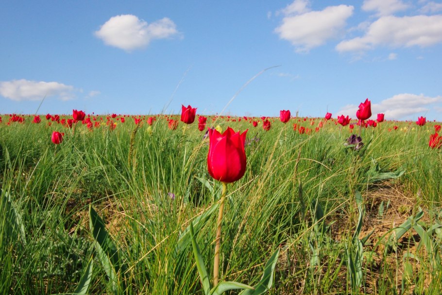 Тюльпаны Шренка Богдо