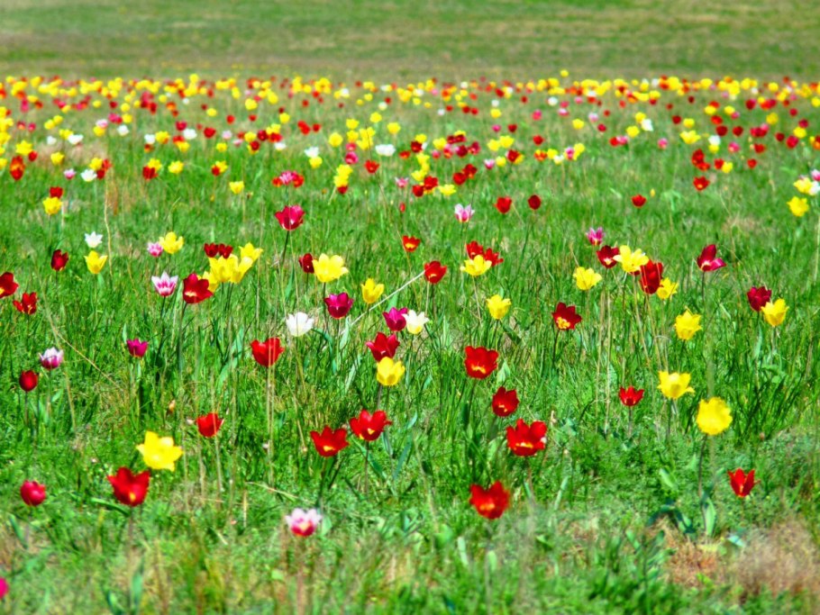 Курнаевский тюльпанный луг