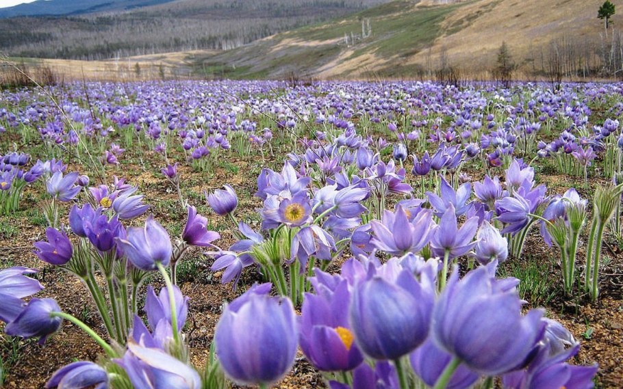 Тюльпан Шренка в Донской степи