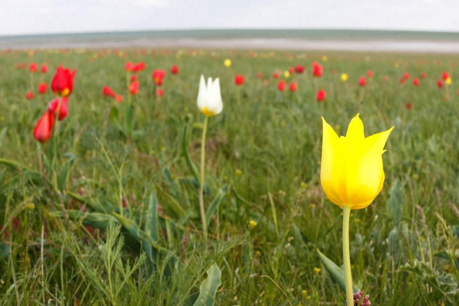 Цветение тюльпанов в Калмыкии