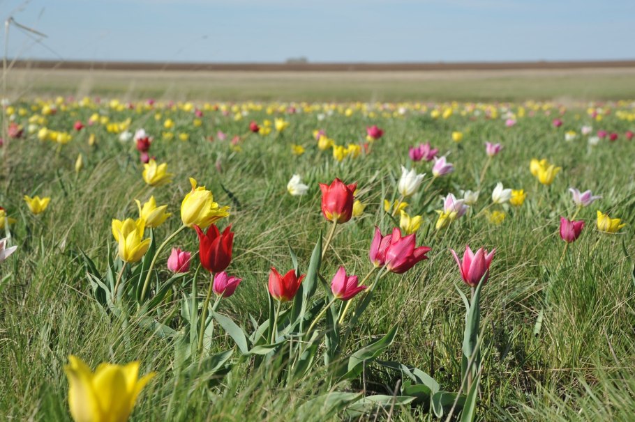 Растение тюльпан Шренка