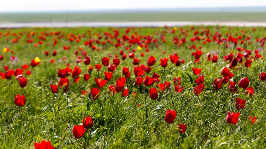 Степные ирисы в Калмыкии