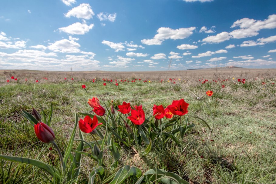 Тюльпан Геснера Шренка