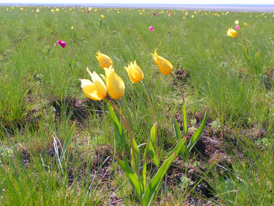 Тюльпан Геснера