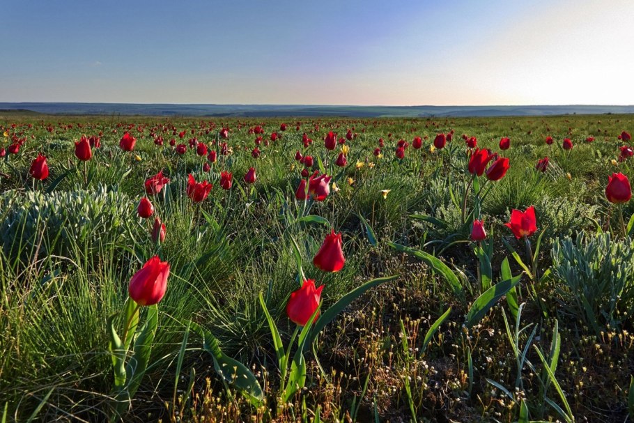 Тюльпан Шренка Астрахань