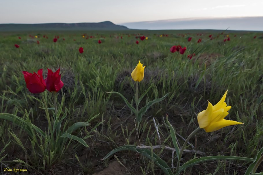 Калмыкия тюльпановые поля