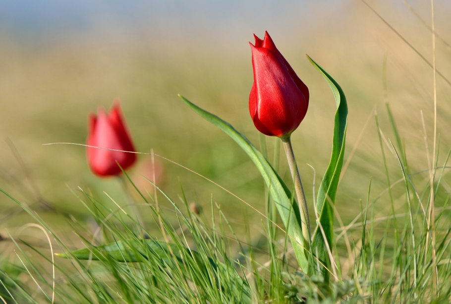 Тюльпан Бема (Tulipa behmiana)