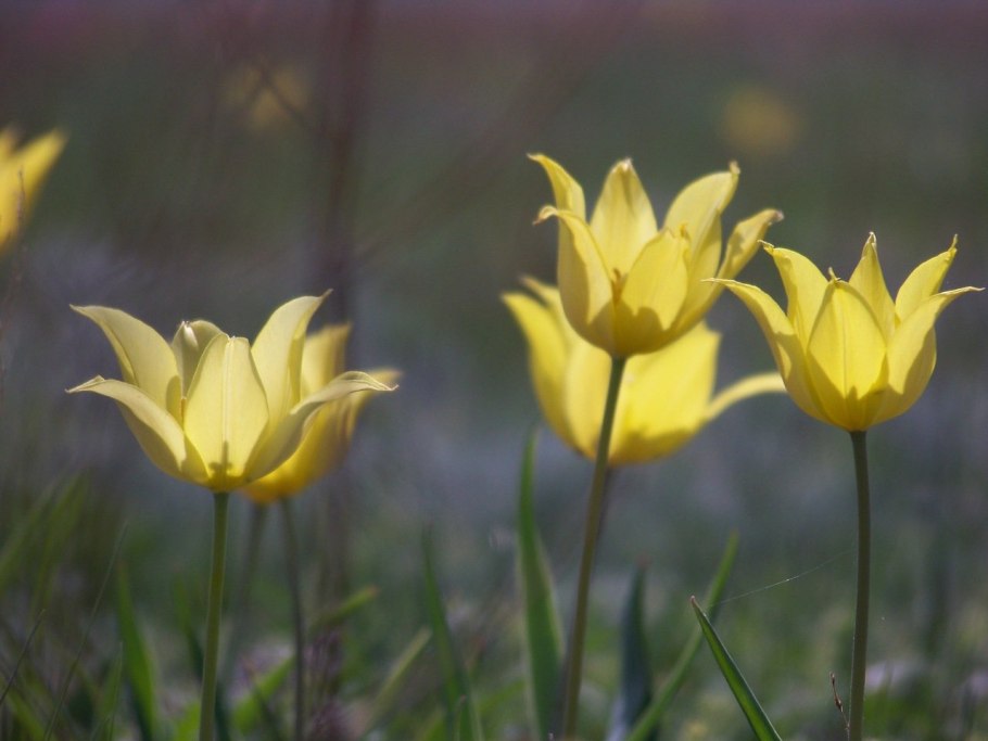 Тюльпан Шренка Калмыкия