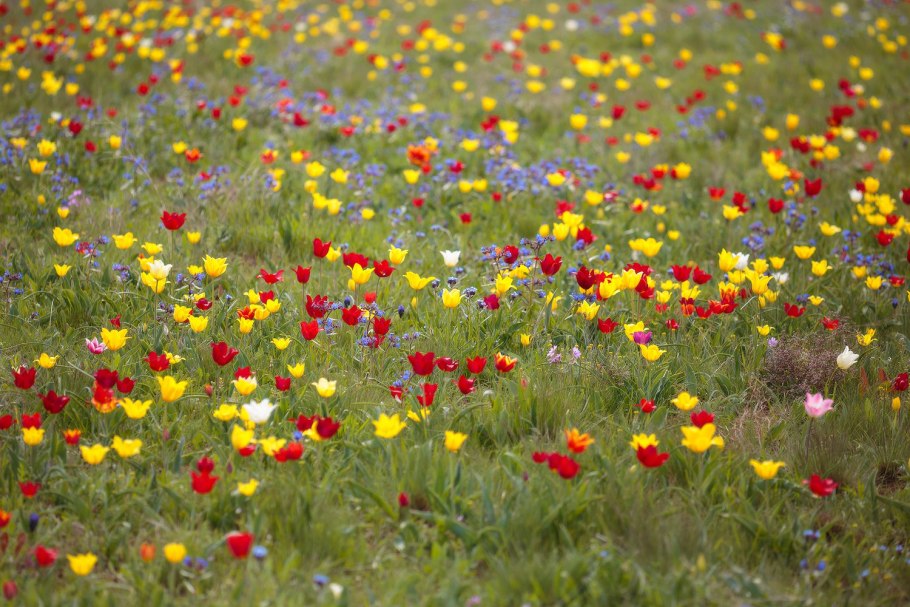 Тюльпаны Шренка Коктебель