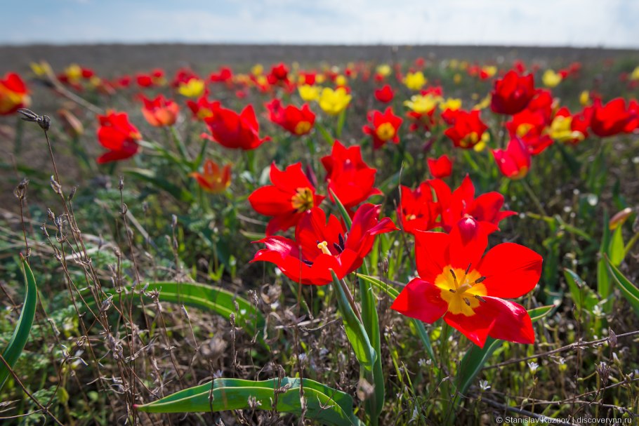 Дикие тюльпаны в степях Казахстана