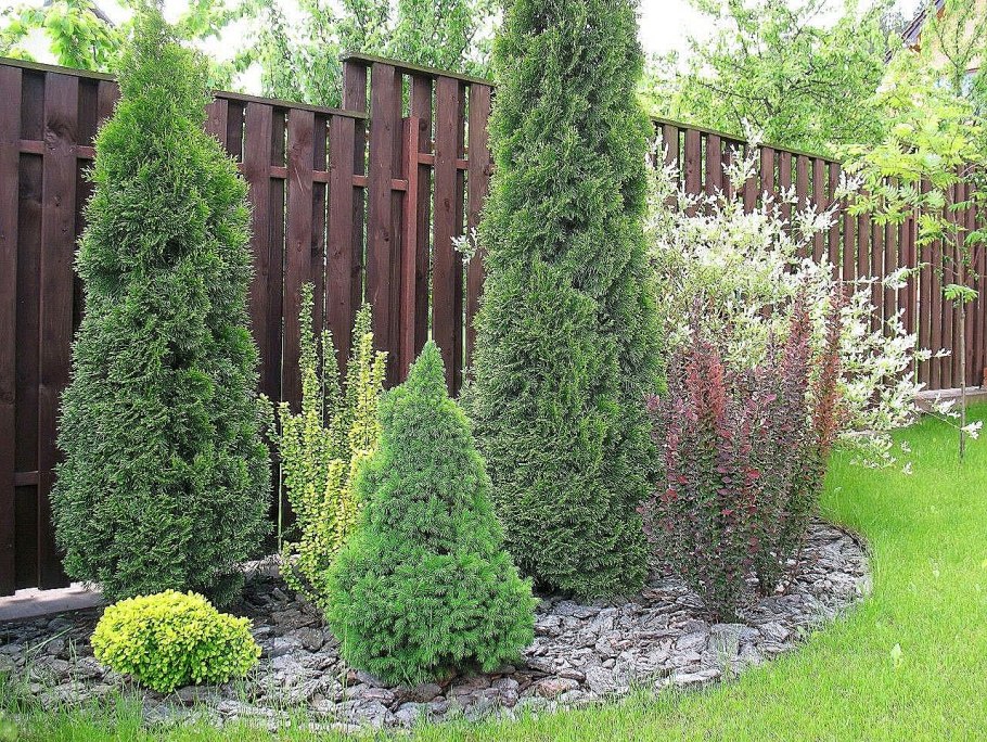 Туя Смарагд можжевельник