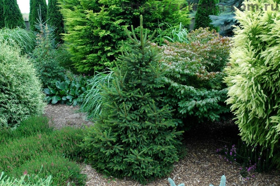 Ель Виллс цверг