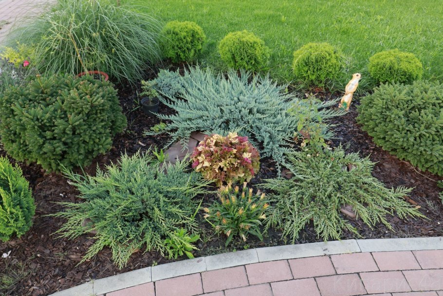 Можжевельник горизонтальный Блю в саду