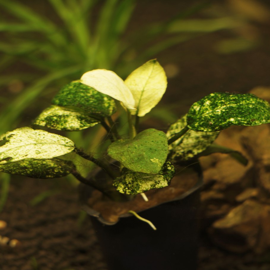 Хемиантус Монте Карло