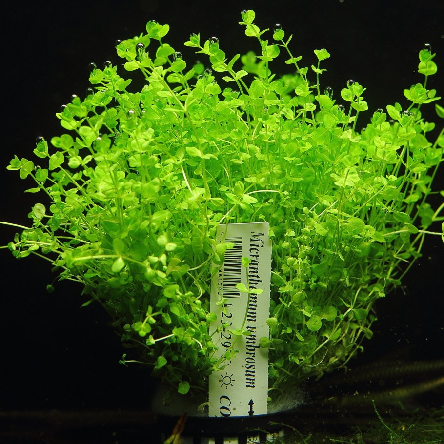 Мини аквариум с растениями