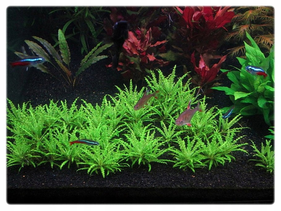 Погостемон Хелфера