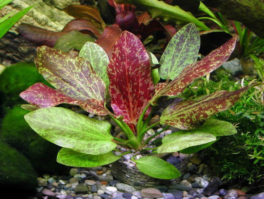 Эхинодорус ред Флейм