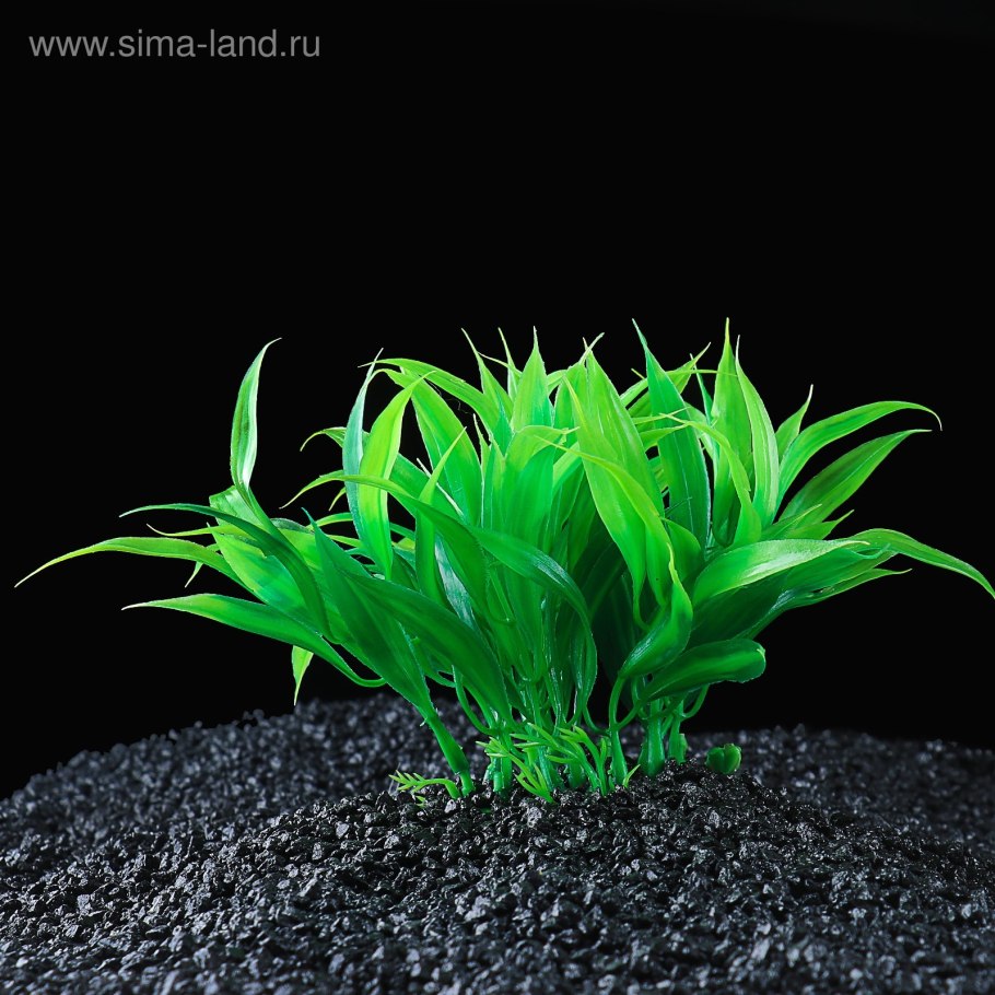 Саженец аквариумных растений в кассете