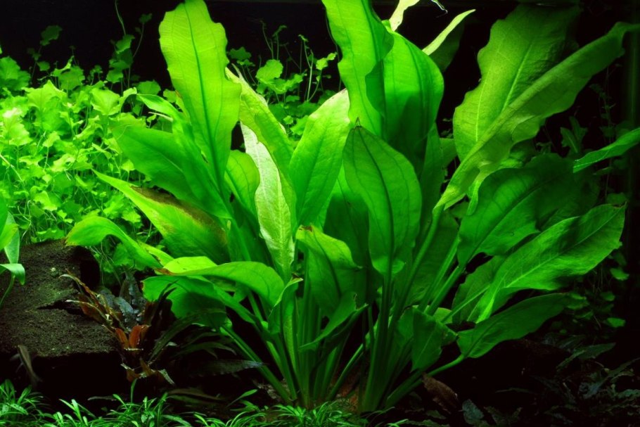 Эхинодорус Блехера (Echinodorus bleheri)*