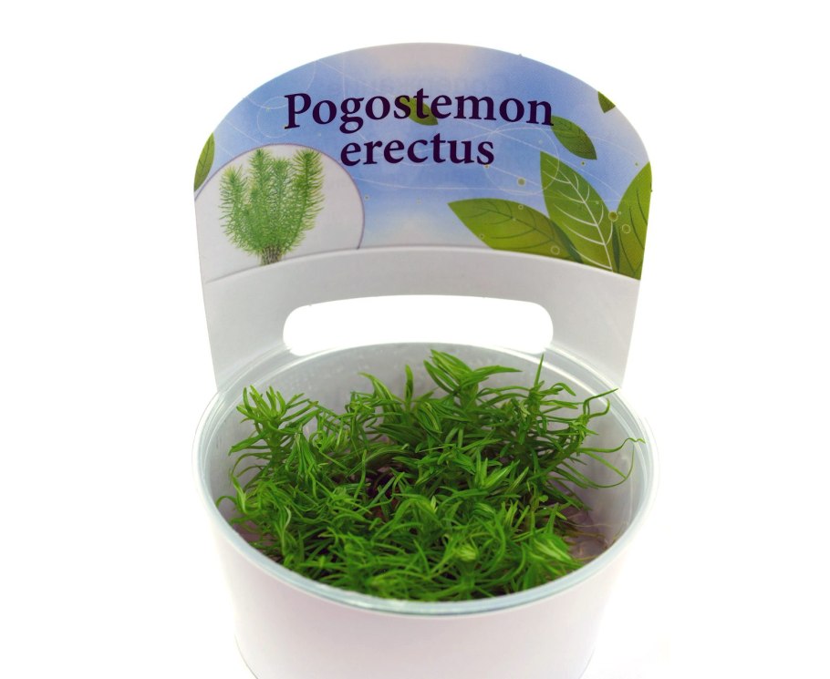 Погостемон Эректус аквариумное растение