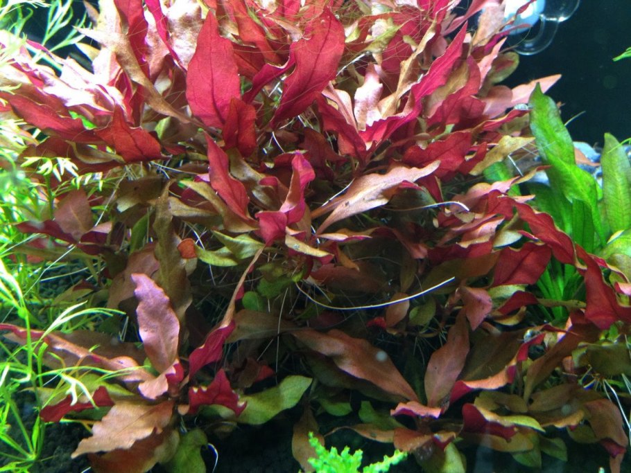 Альтернантера Кардиналис Alternanthera reineckii cardinalis
