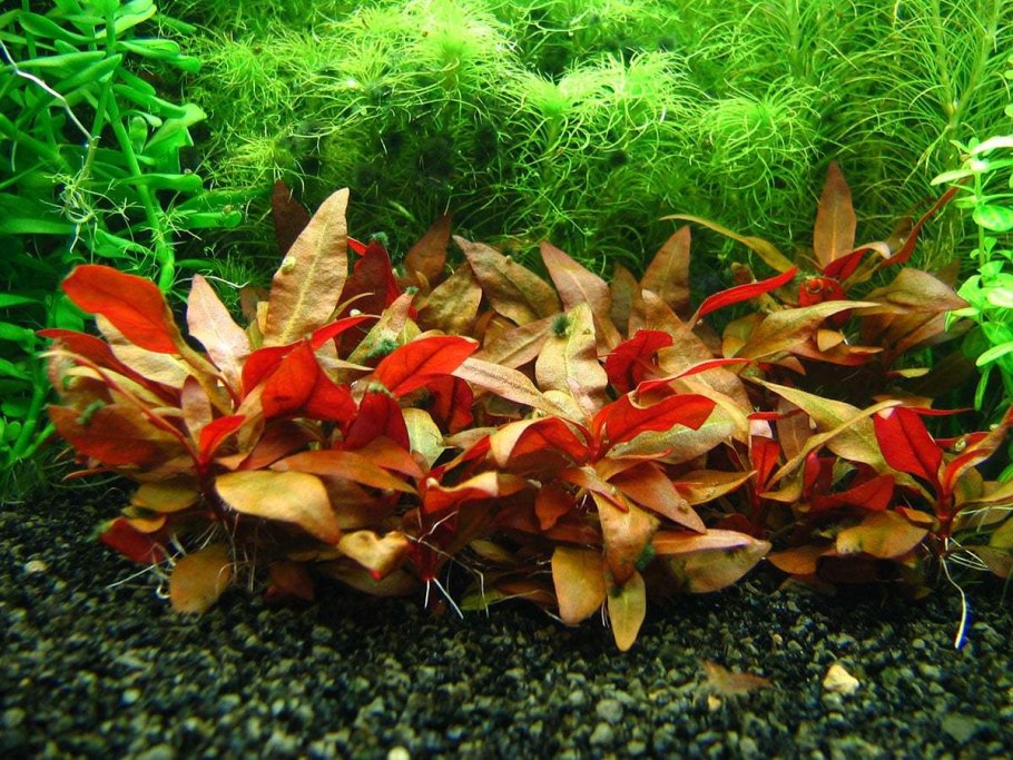 Альтернантера Рейнека (Alternanthera reineckii)