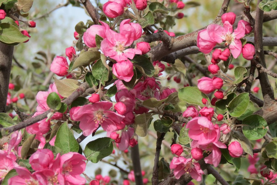 Яблоня Недзвецкого Malus niedzwetzkyana
