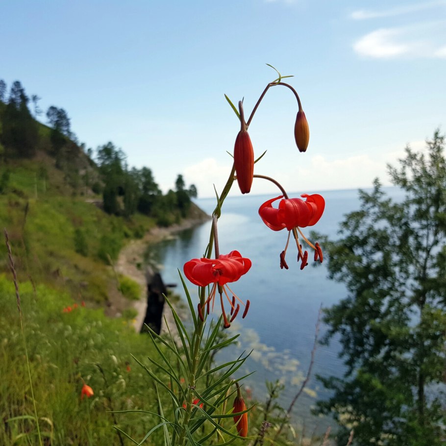 Саранка Лесная корень