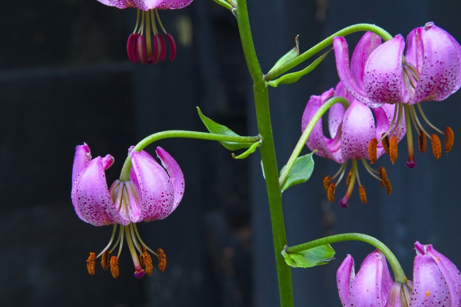 Lilium martagon l.