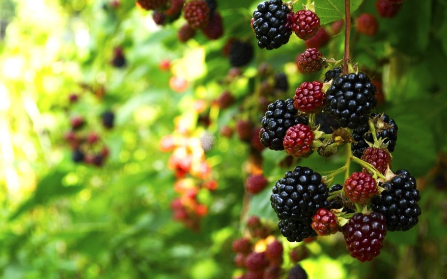 Садовые ягоды