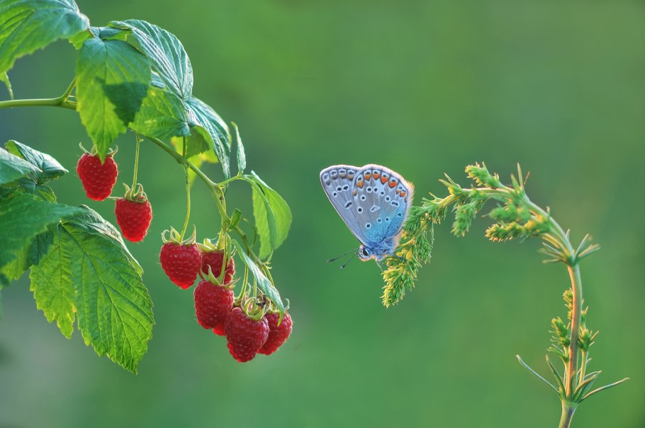 Лето малина