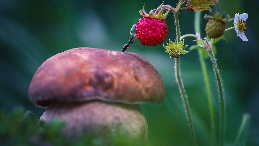 Красивые макрофотографии ягод