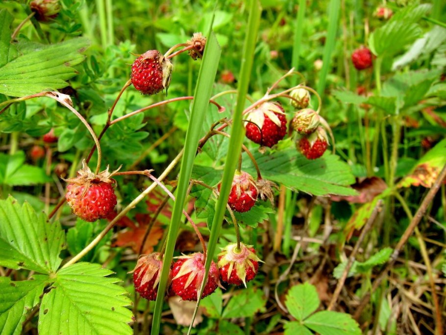 Лесная ягода Луговая,земляника,клубника