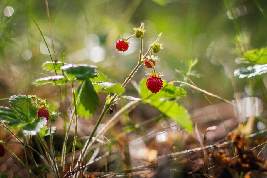 Соцветие земляники